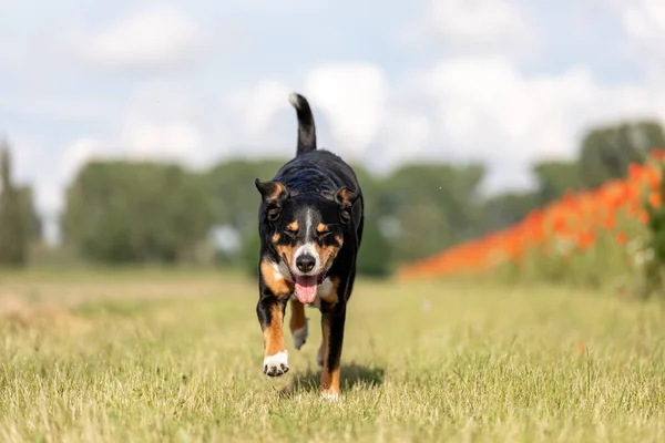 Pies Biegnie Dyskietki Uszy Appenzeller Sennenhund — Zdjęcie stockowe