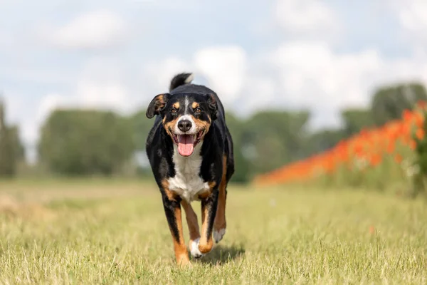 Köpek Sarkık Kulaklarla Koşuyor Apandisit Sennenhund — Stok fotoğraf