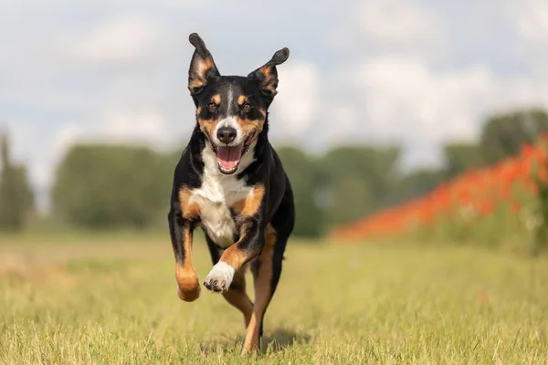 Cão Está Correndo Com Orelhas Disquetes Appenzeller Sennenhund — Fotografia de Stock