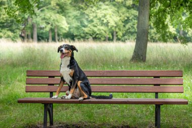 Parktaki ahşap bankta oturan köpek, Appenzeller Sennenhund 