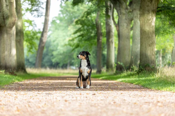 Σκύλος Κάθεται Στο Πάρκο Appenzeller Sennenhund — Φωτογραφία Αρχείου