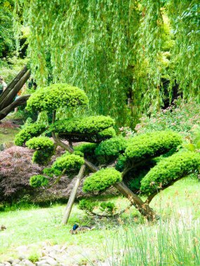 Güzel botanik Japonya bahçesi, Wroclaw, Polonya, Avrupa.