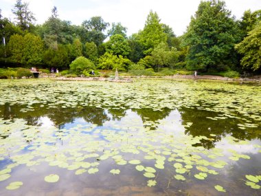 Güzel botanik Japonya bahçesi, Wroclaw, Polonya, Avrupa.