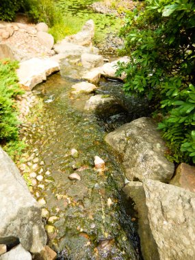 Güzel botanik Japonya bahçesi, Wroclaw, Polonya, Avrupa.