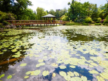 Güzel botanik Japonya bahçesi, Wroclaw, Polonya, Avrupa.