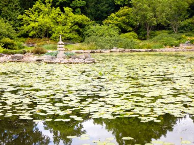 Güzel botanik Japonya bahçesi, Wroclaw, Polonya, Avrupa.