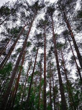 Polonya, Pianica 'da anıt alan katliamı. Almanya 'nın Polonya' yı işgalinden sonra, Gdask Pomerania 'nın Polonyalı ve Kashubiyalı nüfusu hemen şiddetli terörle karşı karşıya kaldı..
