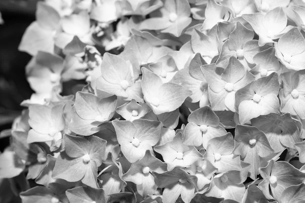 Hortensia blomma. — Stockfoto