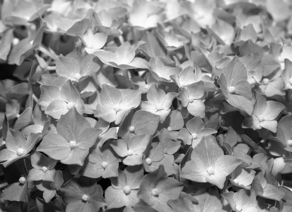 Hortensia virág. — Stock Fotó