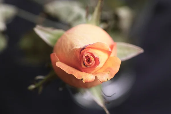 Rose flower. — Stock Photo, Image