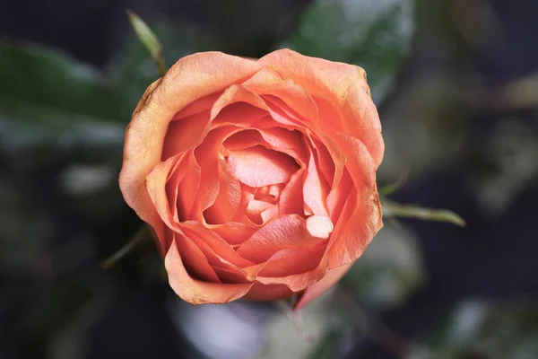 Цветок розы . — стоковое фото