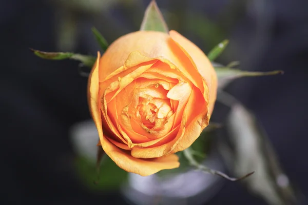 Rose flower. — Stock Photo, Image