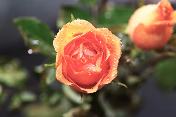 Цветок розы . — стоковое фото