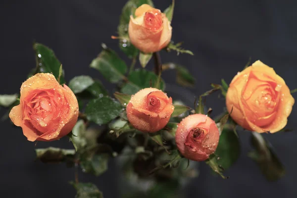 Rosenblüte. — Stockfoto