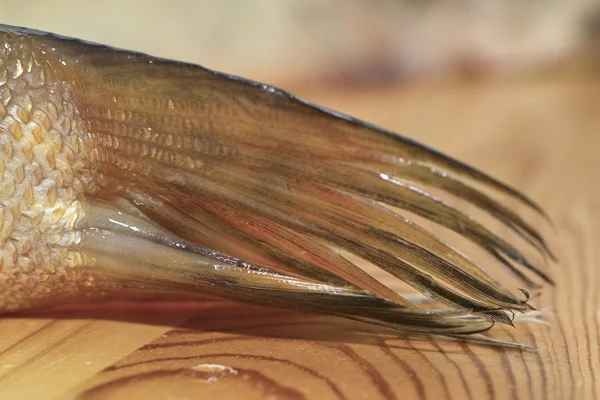 Lucio de pescado . — Foto de Stock