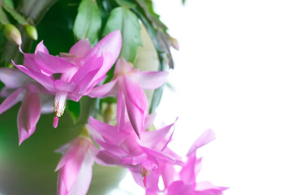 Schlumbergera — Stockfoto