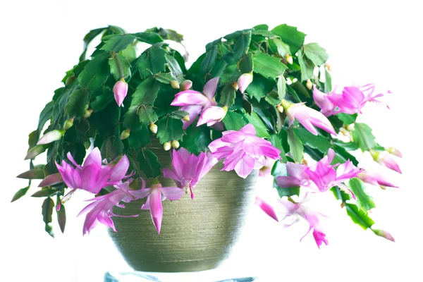 Schlumbergera — Foto Stock