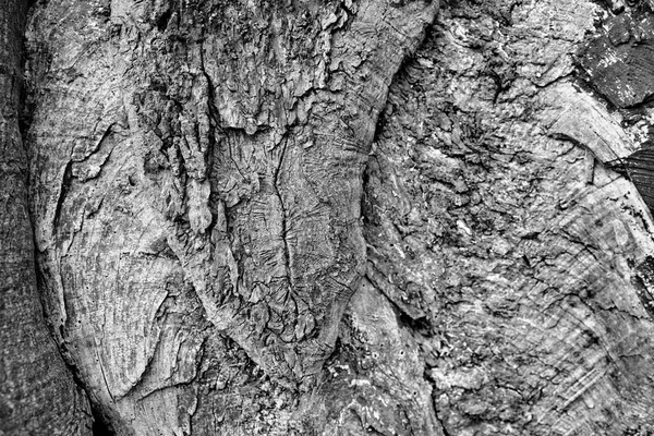 Baumstruktur in schwarz-weiß. — Stockfoto