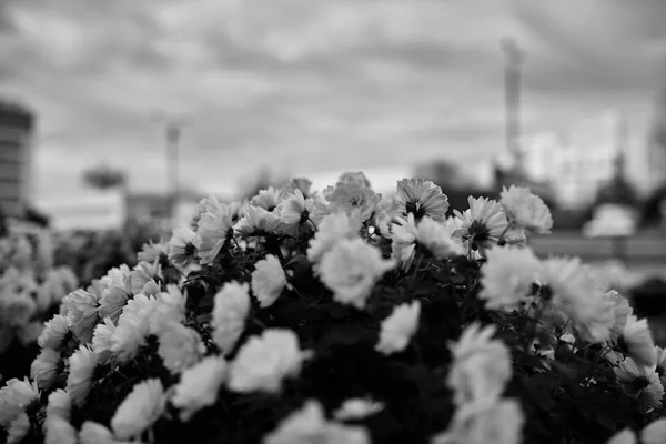 Chrysantemum i staden. — Stockfoto