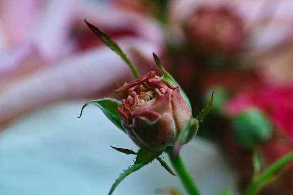 Beautifu florist composition. — Stock Photo, Image