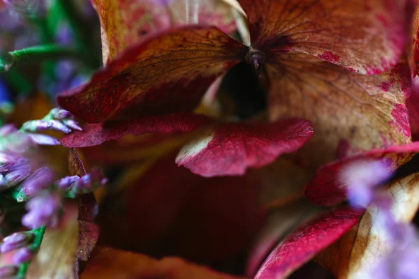 Schönheitsfloristik. — Stockfoto