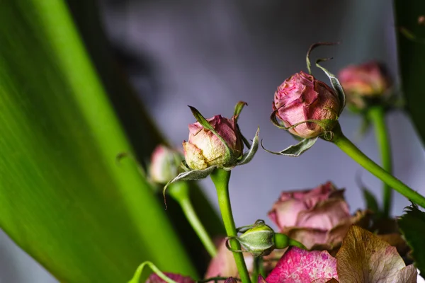 Schönheitsfloristik. — Stockfoto