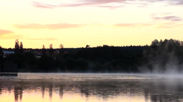 Lago brumoso en la salida del sol con diferentes aves en él — Vídeos de Stock