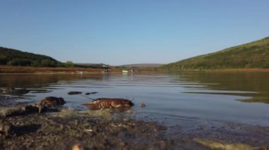 Bulgar Astacus Astacus ve Kerevit 'i bir gölün kıyısında serbest bırakmak.