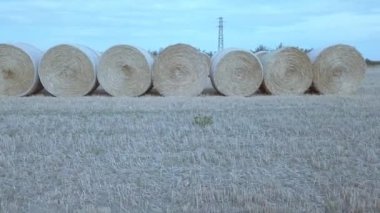 Saman Balyaları Yuvarlak Mavi Gökyüzü ile Çiftlik Arazisinde Yuvarlanır