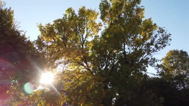 KONTRE-JOUR SUN FLARES FROM AUTUMN COLORFUL TREES with PANNING MOTION — Stock video