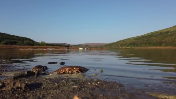 Freeing Bulgarian Astacus Astacus, Crayfish, on the shore of a lake. — Stock Video