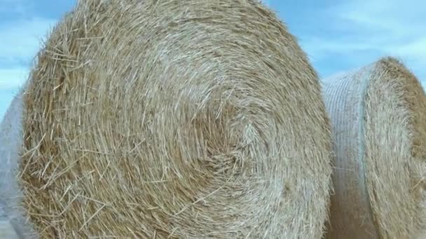 Rotoli rotondi di paglia Bales Haystack su terreni agricoli con cielo blu — Video Stock
