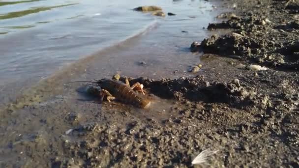 Libertando Astacus Astacus búlgaro, lagostim, na margem de um lago. — Vídeo de Stock