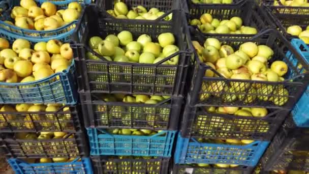 Organic apple baskets after harvest with apple trees in a garden — Stock Video