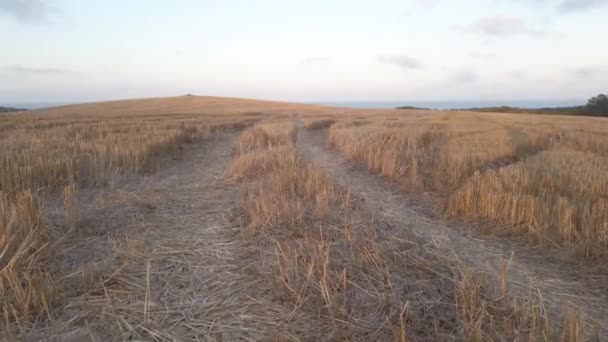 Campo de trigo cosechado con senderos de cosechadora — Vídeos de Stock