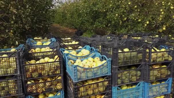 Organiczne kosze jabłkowe po zbiorach z jabłoniami w ogrodzie — Wideo stockowe