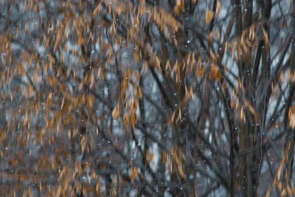 Snow falling with motion blur and broen autumn leafs behind — Stock Photo, Image