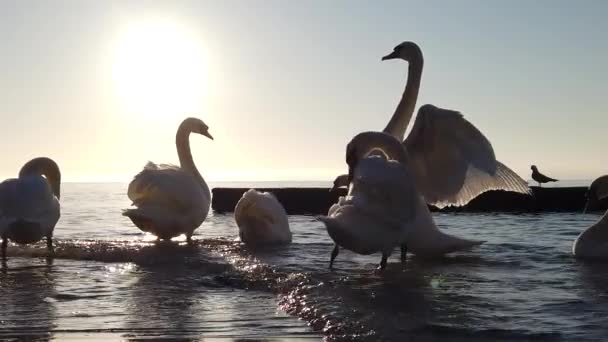 Swans in the sea on sunrise spreading wings in slowmotion — Stock Video