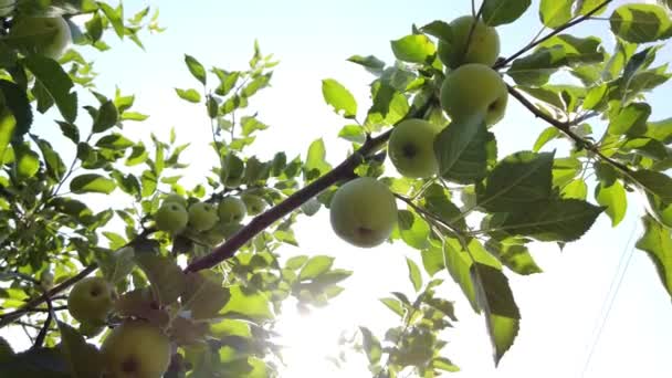 Groene appels op een boomtak met zonnestralen — Stockvideo