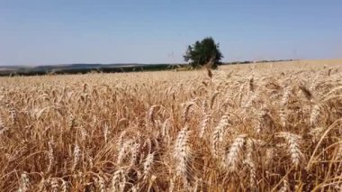 Wheat field with ripe seeds ready for harvest on a sunny day with noone. Tranquil feeling at 60fps 4k