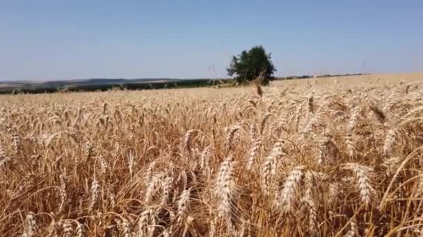 Wheat field with ripe seeds ready for harvest on a sunny day with noone. Tranquil feeling at 60fps 4k — Video Stock