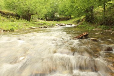 Nehir ve forrest görünür hareketi ile