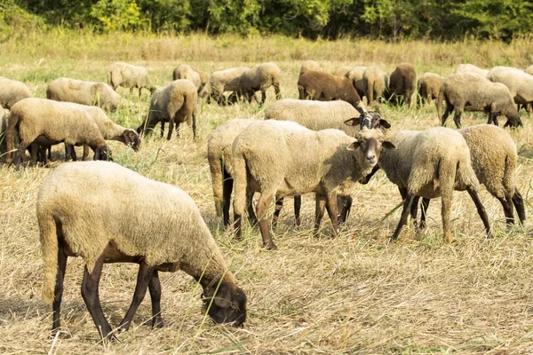 Много овец — стоковое фото