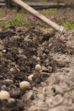 Bir çapa ile yakalayan hareketi patates dikim