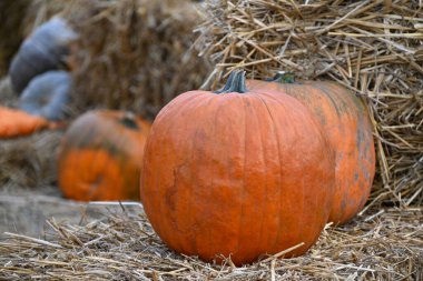 İki büyük, taze turuncu balkabağı, saman yığınları ve çeşitli boyutlarda ve renklerde diğer balkabaklarına karşı..