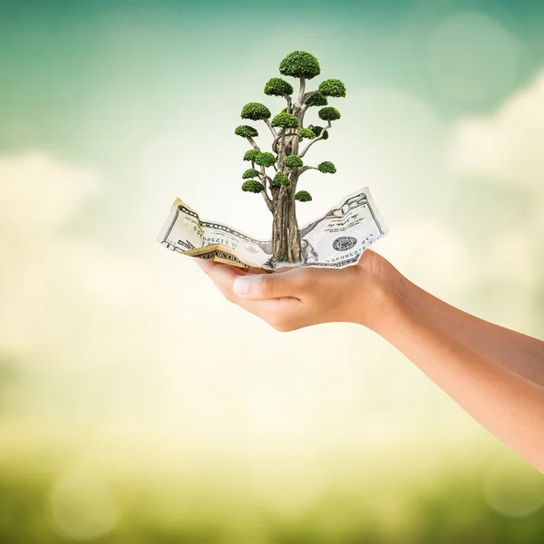 Mãos segurando nota dólares americanos com árvore bonsai — Fotografia de Stock