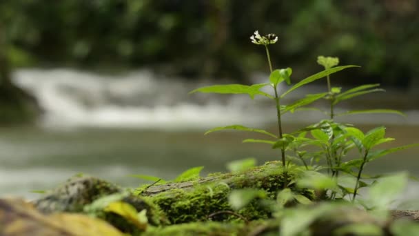 우림의 시냇가 근처에서 아래서 자라는 식물들을 가까이서 키우고 야생의 — 비디오
