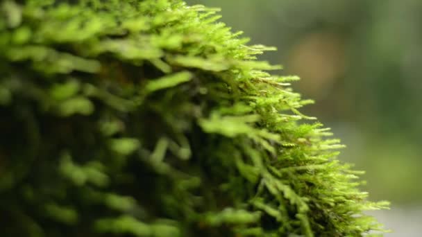 Close Green Moss Covered Trunk Tree Sunlight Tropical Forest Rainy — Stock Video