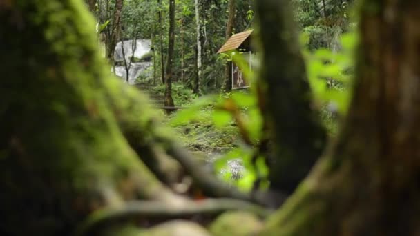 Revela Río Fluyendo Entre Plantas Verdes Bosque Tropical Durante Temporada — Vídeo de stock