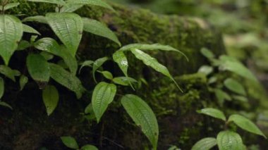 Yağmur mevsiminde, tropikal ormanlardaki ağacın gölgesinde yetişen yeşil yosunlu genç yemyeşil yaprakları kapatın. Vahşi doğa arka planında çevre. Döndürme çekimi.